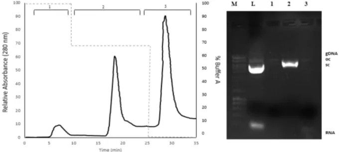 Fig. 4B presents the sc isoform isolation from the clariﬁed lysate (injection of 200 l l) of the small plasmid pUC19