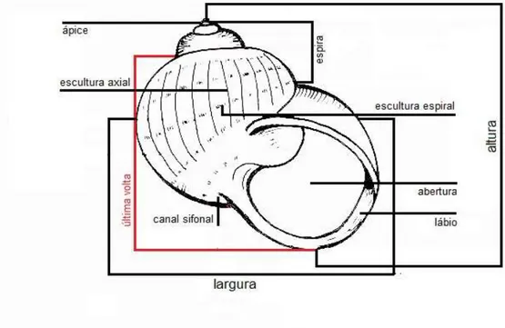 Fig. 13 - Estrutura da concha de escafópode  Fig. 12 - Estrutura da concha de gastrópode  
