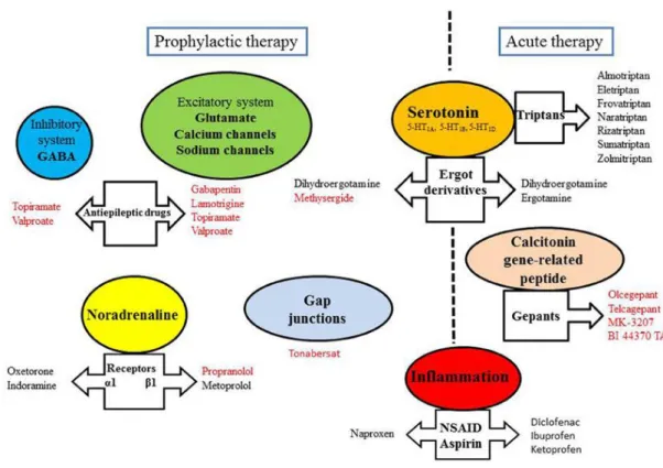Figura  2:  Fármacos  utilizados  no  tratamento  agudo  e  na  profilaxia  da  enxaqueca  e  respetivos  mecanismos