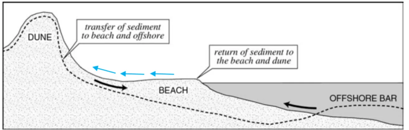Figure 3. 1:Exchange of sand within the sand-sharing system, the arrows represent the sediment exchange derived  from wave (black arrows) and from wind processes (blue arrows) (modified from Psuty, 2004)