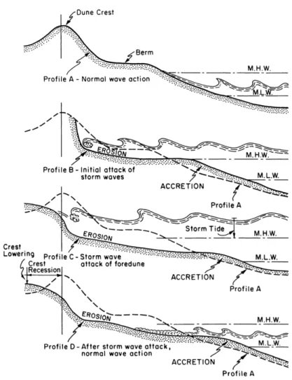 Figure 3.5: Schematic diagram showing the progressive effect of storm waves on a foredune/beach system