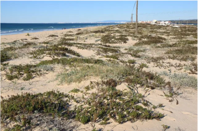 Figure 4.3: Dune setting in the east sector at a stable dune position. The subtle undulations are evident