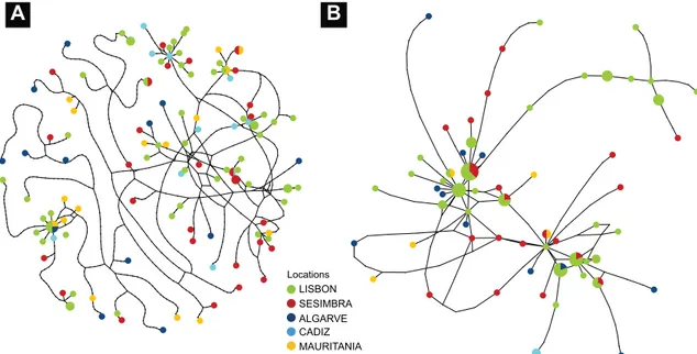 Figure 3.  Statistical parsimony network illustrating the genealogical relationships of Diplodus bellottii among  CR (a) and S7 (b) haplotypes (threshold of statistical significance = 95%)