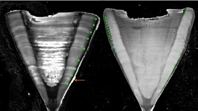 Figure 2.  Example  of  edited  microphotographs  of  vertebral  sections  of  shortfin  mako  (Isurus  oxyrinchus)
