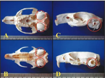 Figura 1. A) Base do crânio da cobaia mostrando as bulas timpânicas  (vista inferior) (escala milimétrica); B) Base do crânio do rato mostrando  as bulas timpânicas (vista inferior) (escala milimétrica); C) Vista lateral  esquerda  do  crânio  da  cobaia  