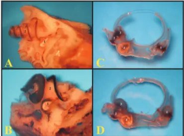 Figura  4.  A)  Conjunto  dos  ossículos  da  cobaia  jovem.  Detalhe  da  articulação  maleoloincudal  (III)  (fotomicrografia,  aumento  58x);  B)  Conjunto dos ossículos do rato adulto-jovem (fotomicrografia, aumento  60x)