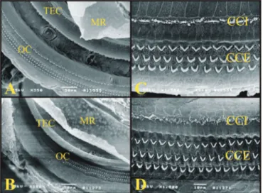 Figura 8. A) Espira 3 da cóclea da cobaia mostrando as Células de  Hansen (CH) (eletromicrografia de varredura, aumento 500x); B) Espira  2 da cóclea do rato mostrando a ausência da definição das células  de Hansen (eletromicrografia de varredura, aumento 