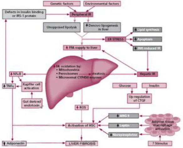 Figura nº 3 - Fisiopatologia da Doença Hepática Alcoólica - Fonte: ciencia-atual.blogspot.com 