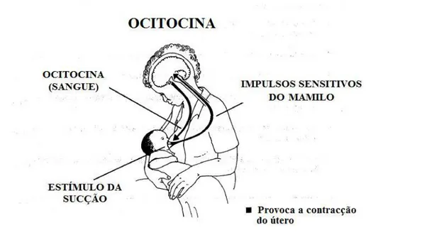 Figura 4 – Reflexo da ocitocina, adaptado de OMS, 1998  