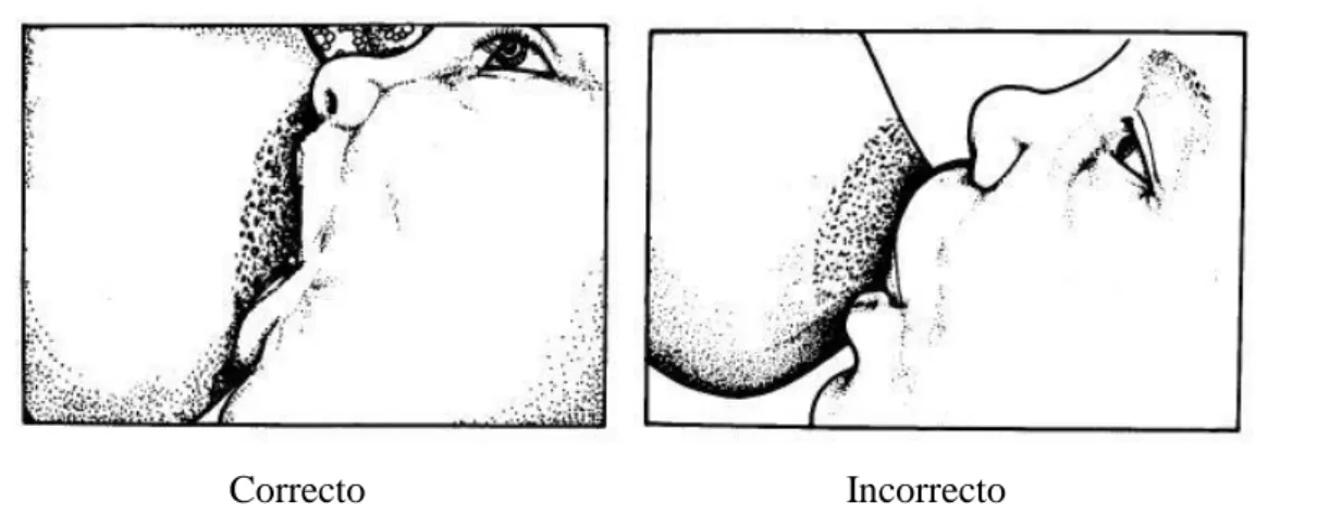 Figura 5 – Representação da correcta adaptação da boca do lactente à mama da mãe,  adaptado de (OMS, 1998)  