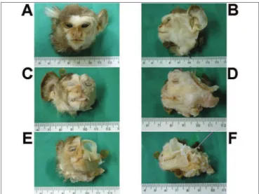 Figura 1. Aspecto macroscópico do crânio e da face. - Visões frontais  (A, C, E) e laterais (B, D, F) do crânio e da face dos animais com a  pele (A, B), sem a pele e anexos (C, D) e sem a musculatura (E, F)