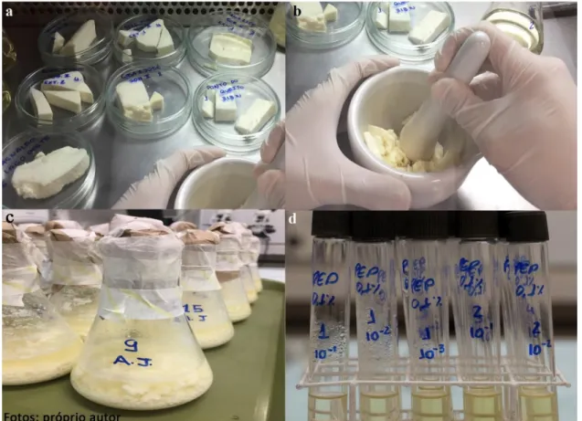 Figura 3 – a: amostras dos queijos fracionados em placas de Petri, b: homogeneização das 25g do queijo com  água Peptonada, c: meio de cultura NUT com 25g da amostra e d: diluições seriadas feitas a partir do pré 