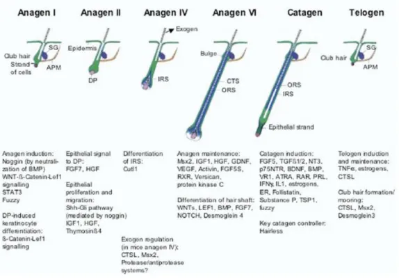 Figura 6. Elementos moleculares importantes no ciclo folicular (9) (adaptado). 