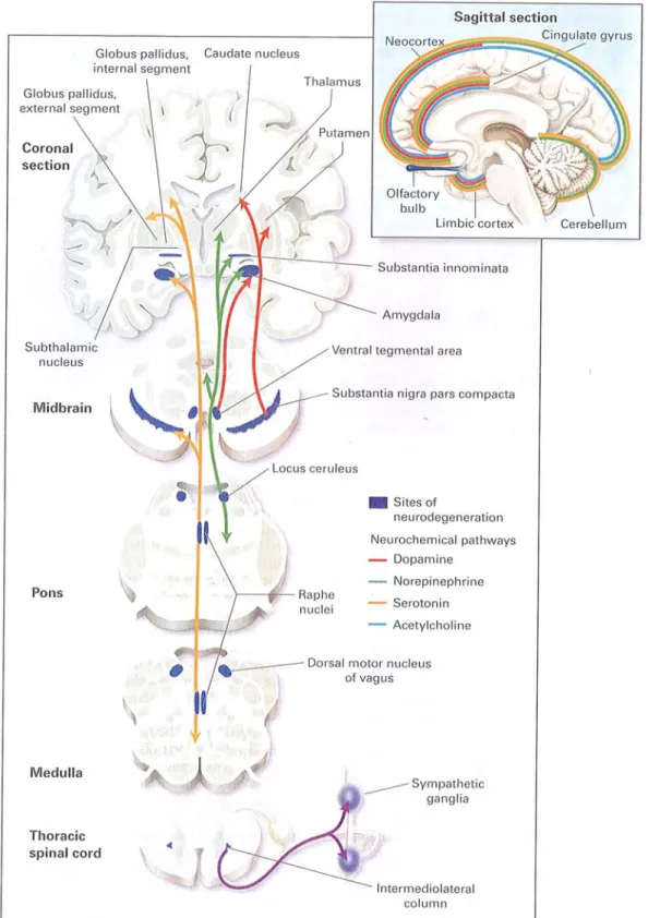 Figura 1 – Localização da neurodegenerescência e vias neuroquímicas atingidas na Doença de Parkinson