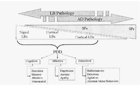 Figura 2 – Espectro de alterações neuropatológicas e de alterações cognitivas e psiquiátricas da demência                      associada à doença de Parkinson (PDD)