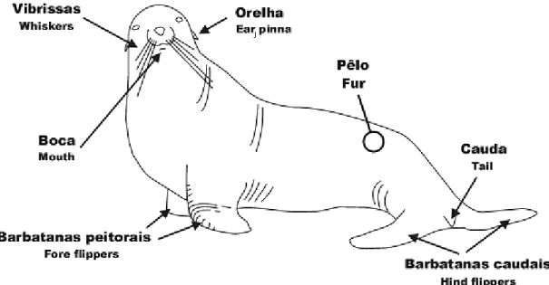 Figura 1. Características anatómicas dos leões-marinhos (Deptº Educacional, Zoomarine, 2002)