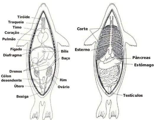 Figura 2. Anatomia interna das otárias (Geraci &amp; Lounsbury, 1993). 