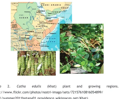 Figure 2. Catha edulis (khat) plant and growing regions. (Source: 