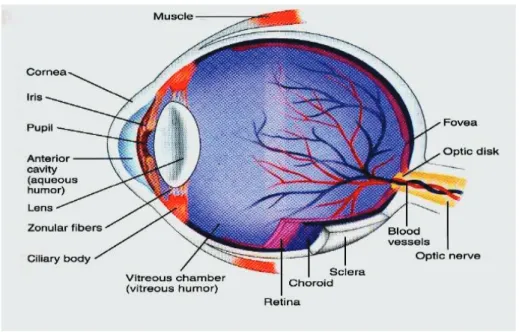 Figure 13. Structure of the human eye. 
