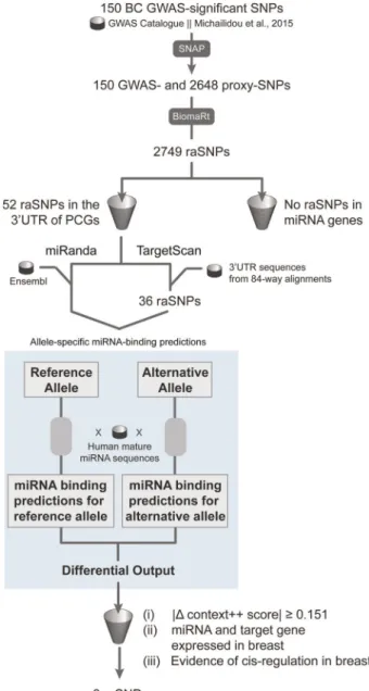 Fig. 1 Schematic overview of the bioinformatics pipeline used for the prediction of allele-speci ﬁ c miRNA-binding sites in breast cancer risk variants identi ﬁ ed in GWAS