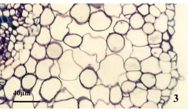 Fig. 3. (LM)  -  α-cinnamomin non-treated root (control). Toluidine blue staining. The  deposition of green stained phenol-like materials was not observed