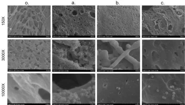 Fig. 6.  SEM images of dried polycaprolactone (PCL) foam without bacteria (o).