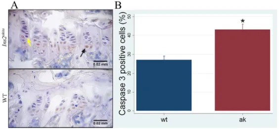 Figure 4. Increased apoptosis in  Ins2 Akita  growth plate. A. Evaluation of pre-apoptotic cells by  immunohistochemistry in growth plate (black and yellow arrows: caspase 3 positive and negative cells, 