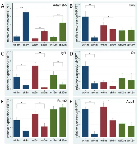 Figure 8. Altered expression of bone markers in  Ins2 Akita . Diabetes in  Ins2 Akita  induced changes in mRNA gene  expression in cartilage and bone; A