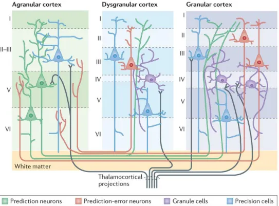 Figure 7 - Illustration of intracortical architecture and intercortical connectivity. Cortical columns  are defined by different numbers of layers, with each layer having characteristic cell types and patterns  of intracortical and intercortical connectivi