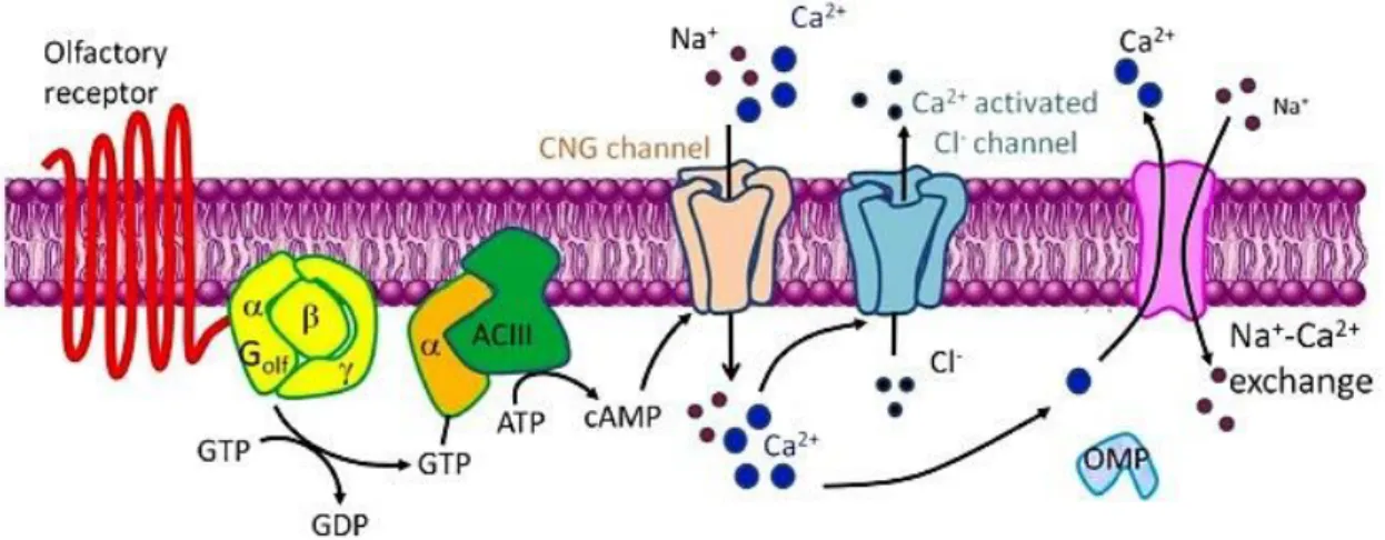 Figure 10 - A schematic diagram of olfactory signal transduction. The olfactory signaling pathway  involves the coupling of ligand bound receptors to the olfactory isoform of the heterotrimeric G protein  Gαolf and the activation of adenylyl cyclase (ACIII