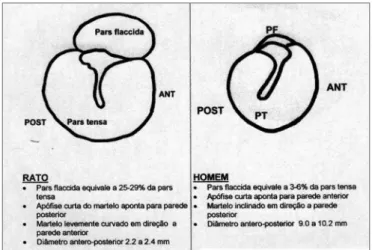 Figura 1. Anatomia do tímpano no rato Wistar comparado ao huma- huma-no.