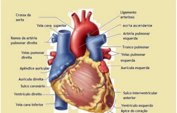 Figura  2.  Vista  anterior  do  coração  e  uma  elucidativa  legenda  dos  detalhes  anatómicos  do  coração  (Saladin, 2012)