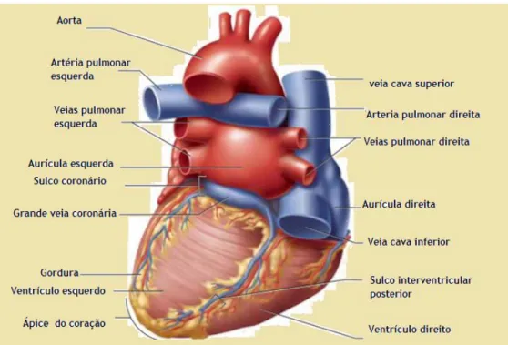Figura  3.  Vista  posterior  do  coração  e  a  respetiva  legenda  dos  detalhes  anatómicos  do  coração
