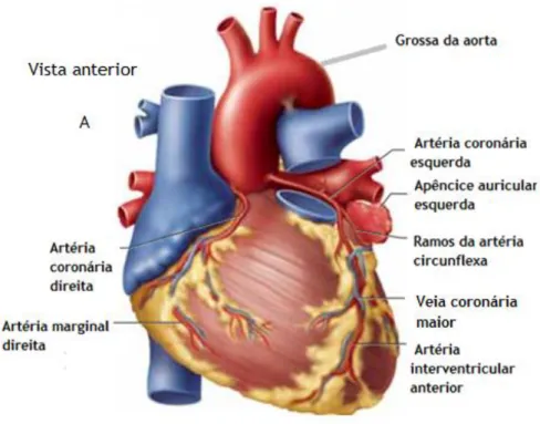 Figura  4.  Vista  anterior  do  coração,  ilustra  o  posicionamento  das  artérias  coronárias  anteriores