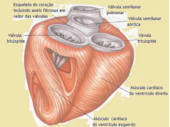 Figura  6.  Estrutura  do  coração  (esqueleto).  A  estrutura  do  coração  é  formada  por  anéis  do  tecido  conjuntivo  fibroso,  que  envolvem  de  forma  circular  as  válvulas  do  coração,  fazem  a  divisão  entre  as  aurículas  e  os  ventrícul