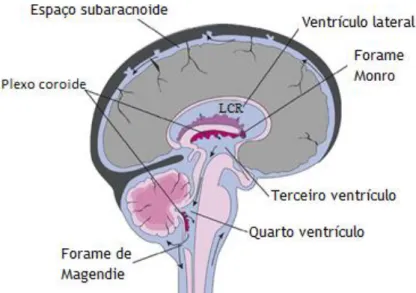 Figura 1 – Sistema ventricular cerebral: secreção e movimento do líquido cefalorraquidiano