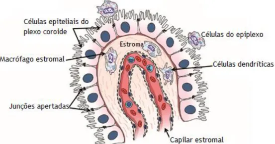 Figura  3  –  Representação  do  plexo  coroide  do  ventrículo  lateral.  A  imagem  representa  as  células  epiteliais do plexo coroide, organizadas em monocamada e unidas por junções apertadas, formando uma  barreira física entre o LCR e o estroma