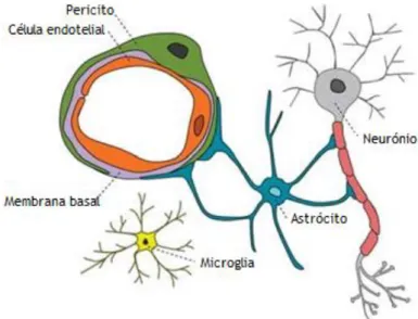 Figura  4  –  Unidade  neurovascular.  Interação  entre  as  células  vasculares  (pericitos  e  células  endoteliais), glia (astrócitos e microglia) e neurónios