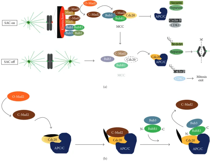 Figure 1: Current models of the signaling pathway of the spindle assembly checkpoint (SAC)