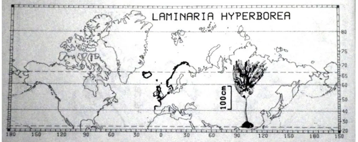 Figure  4).  This  distribution  may  have  to  do  with  the  need  of  a  temperature  below  10- 10-15ºC, so the gametophytes can produce gametes (Lee, 1989)