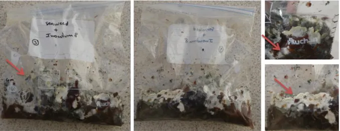 Figure 11 Storage bag no.3 of L.hyperborea with 10 mL inoculum 8. Arrows indicate different types of contaminations