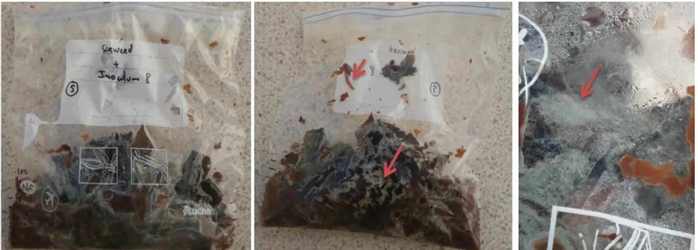 Figure 13 Storage bag no.5 of L. hyperborea with 10 mL inoculum 8. Arrows indicate lighter seaweed fronds and different  types of contaminations
