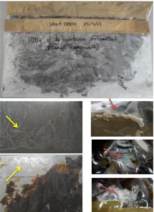 Figure 15 Storage bag of L. hyperborea untreated and stored in the refrigerator. Red arrows indicate contaminations (small  round  colonies  outside  the  bag,  green  patch  inside  and  white  patch  inside  close  to  the  colonies)