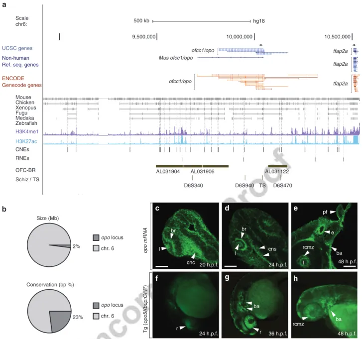 Figure 1 | Opo landscape. (a) Representation of the opo landscape in 6p24.3 of the human genome (NCBI36/hg18), showing opo/orofacial clefting candidate 1 (opo/ofcc1) and TF ap-2 alpha (tfap2a)