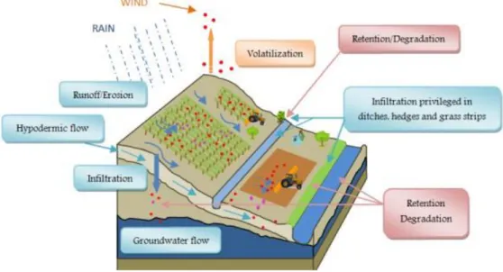 Figure 10. Pesticides contamination pathways 