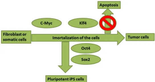 Figure  1.4.1.  Possible  roles  for  the  four  transcription  factors  in  the  generation  of  iPSc  or  tumor cells (adapted from Yamanaka, 2007)