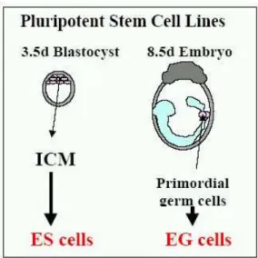 Figure  1.  1-  Different  paths  of  establish  pluripotent  embryonic  stem  (ES)  and  embryonic germ (EG) cell lines from the inner cell mass (ICM) of mouse blastocysts  and from primordial germ cells, respectively [7]