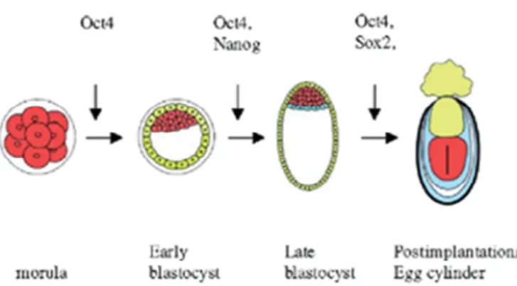 Figure 1. 2 Model of Oct4, Nanog, Sox2, and FoxD3 interaction during early mouse  development [1]