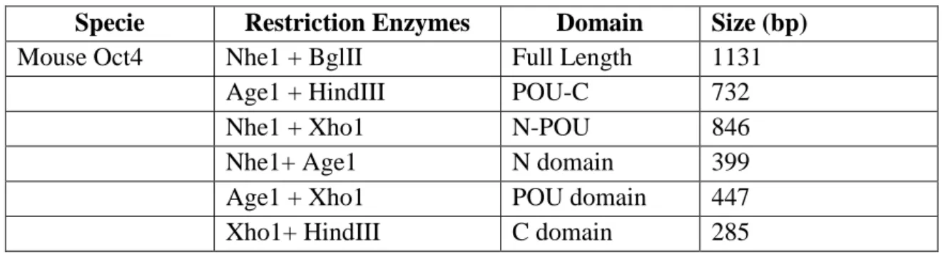 Figure  2.  5-  Enzymes  used  to  create  the  different  Sturgeon  Oct-4  fragments