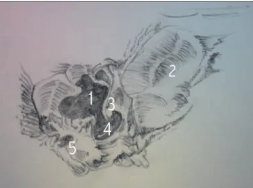 Figura 1. (recém nascido) Osso temporal em vista lateral. 1. meato acústico externo, 2